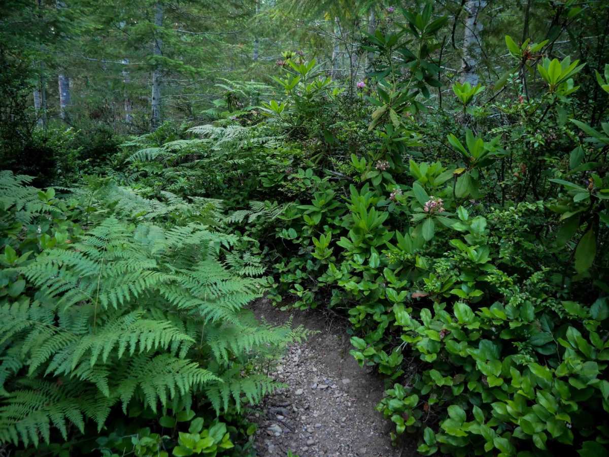 Road Apple trail photo