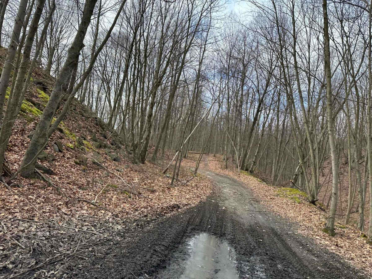 Locust Gap 79 photo 5