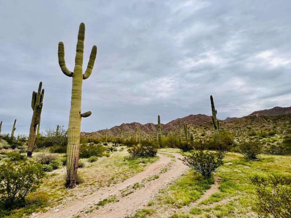 Old Car Camp Ajo trail photo
