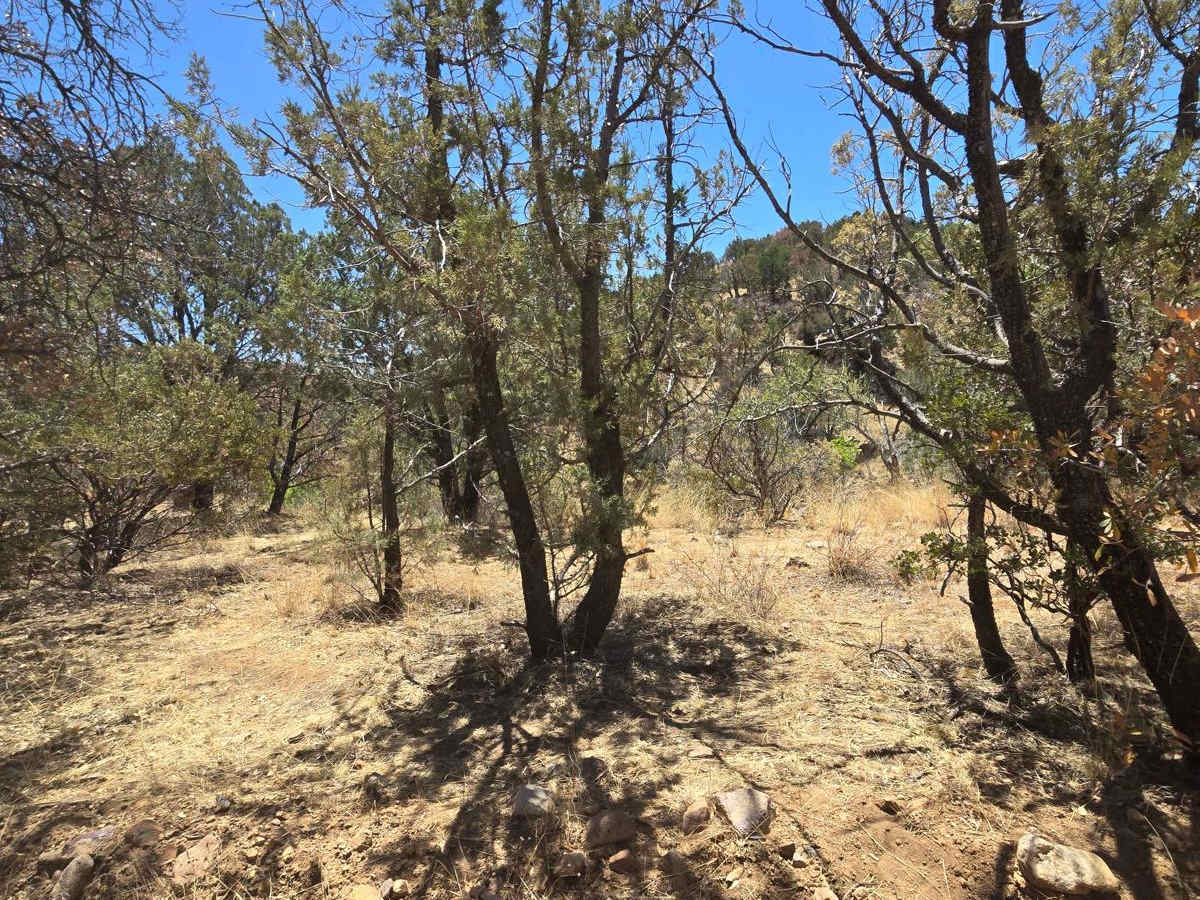 FSR 785 to trailhead photo 4