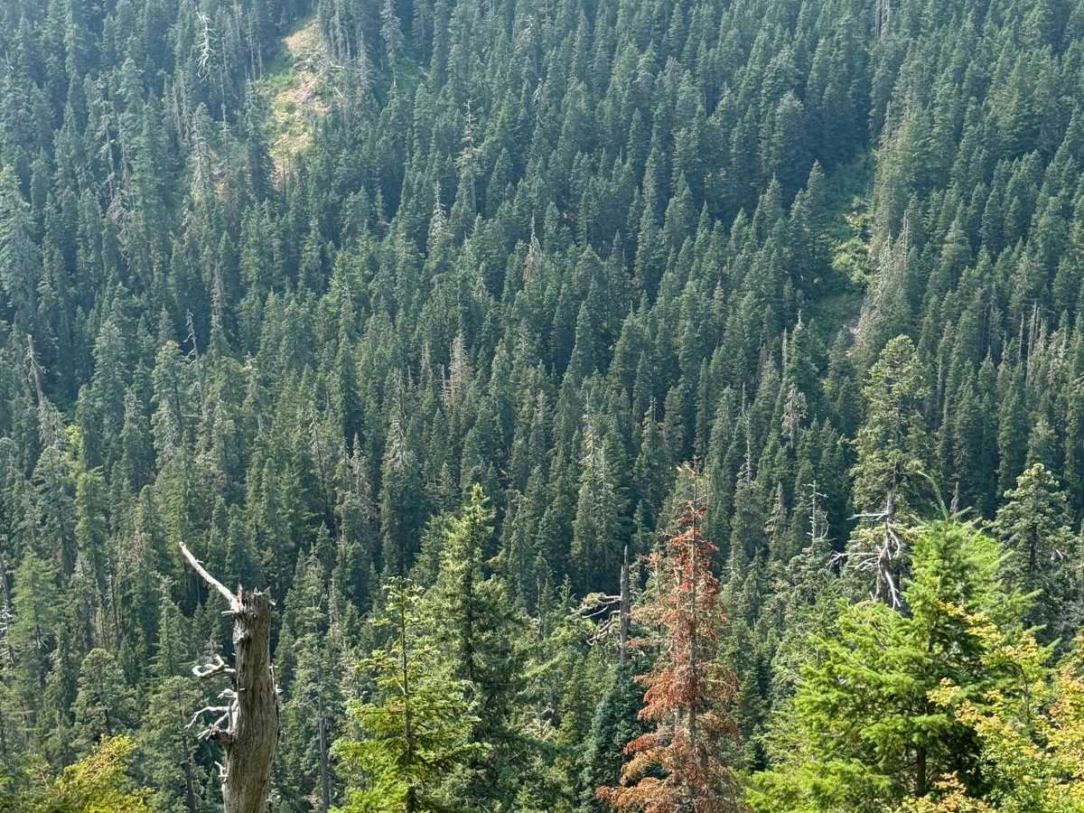 Forest Rd 5400000 photo 3