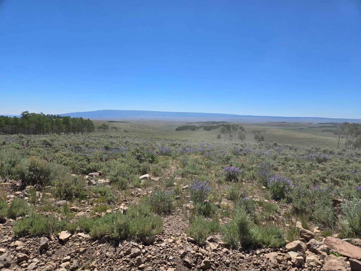 Parker Mountain Trail (PMT) 14 (continuation) to PMT 1 photo 3