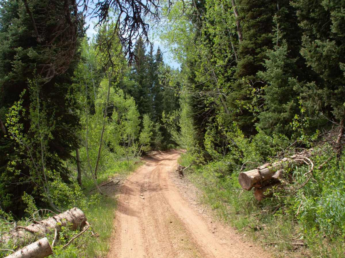 6 Bit Springs Road photo 6