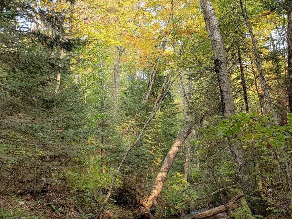 Trail 31 - Part 1 photo 6