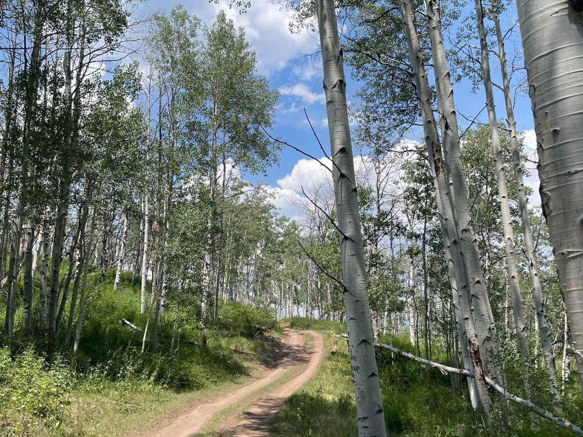 Racetrack Cutoff (FR 70203) trail photo