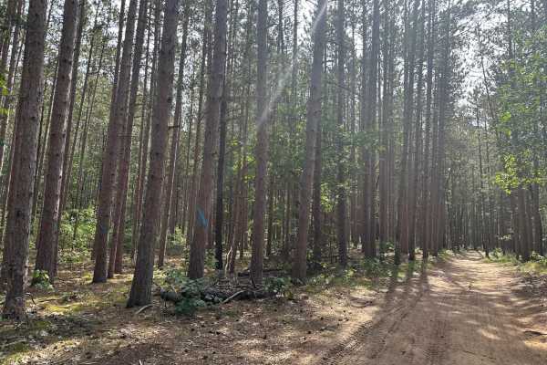 Pine Needle FS 5150