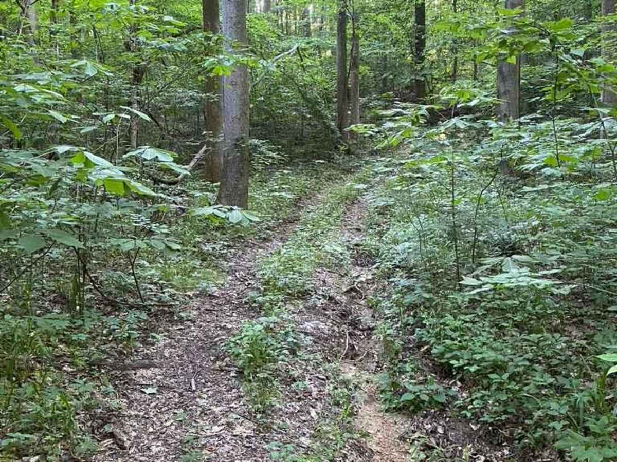Diswood FSR 690 photo 5