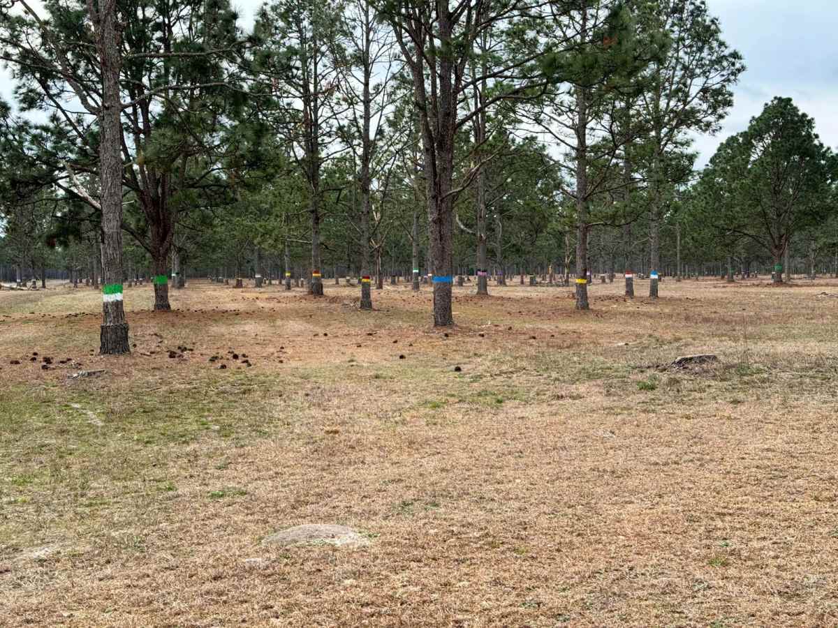 Camp Chamblee photo 3