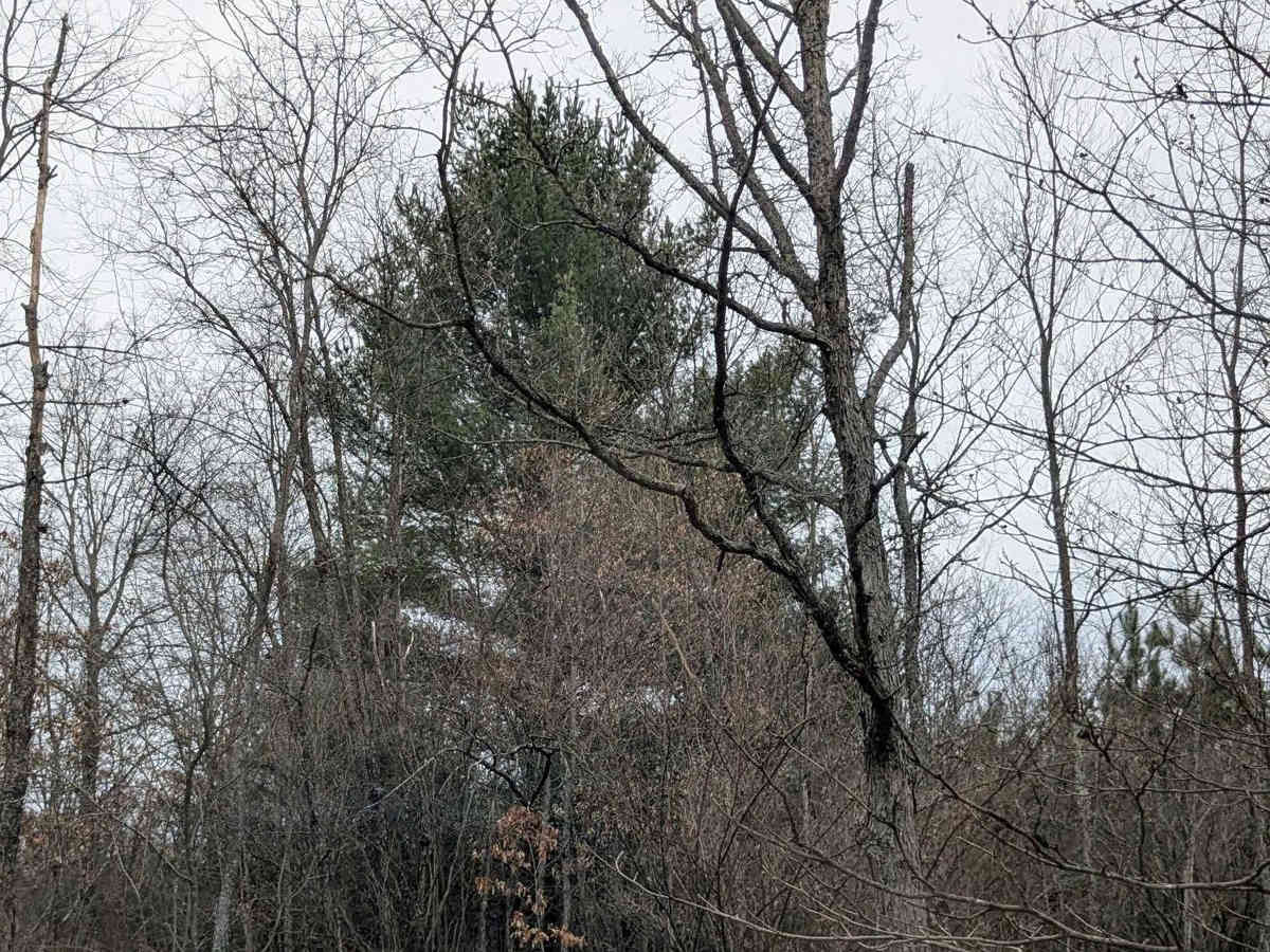 Dunham Lake Trail photo 4