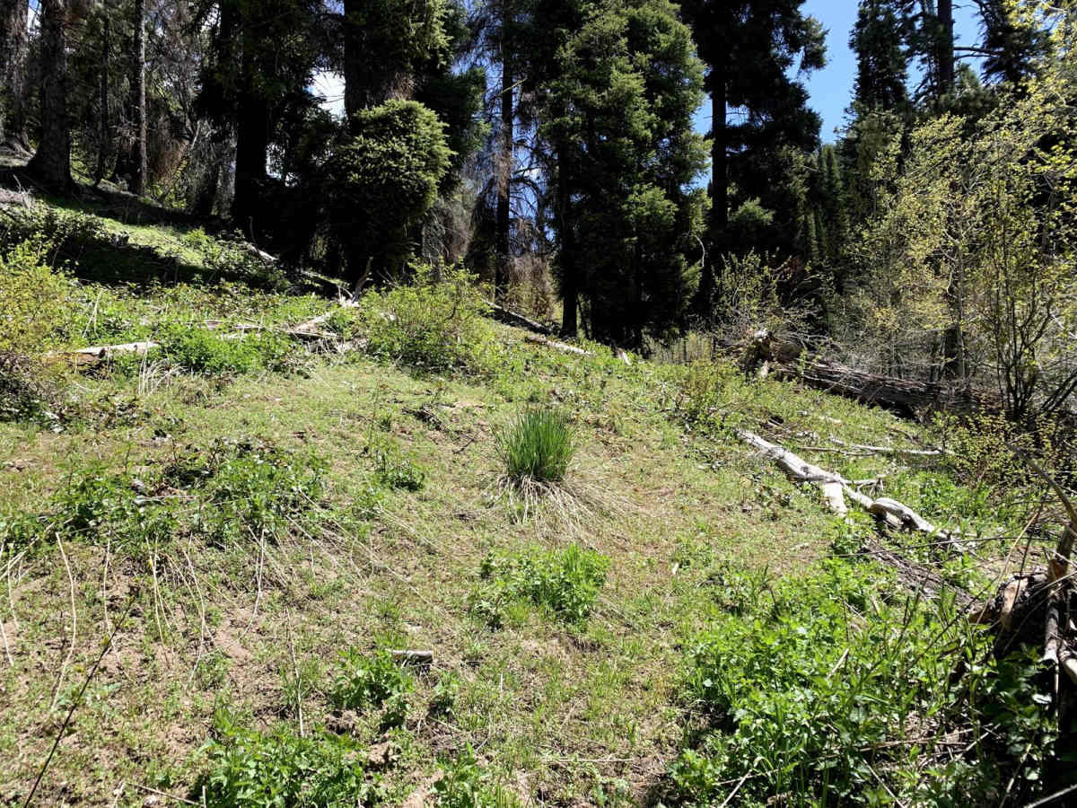 Lupine Gulch photo 6