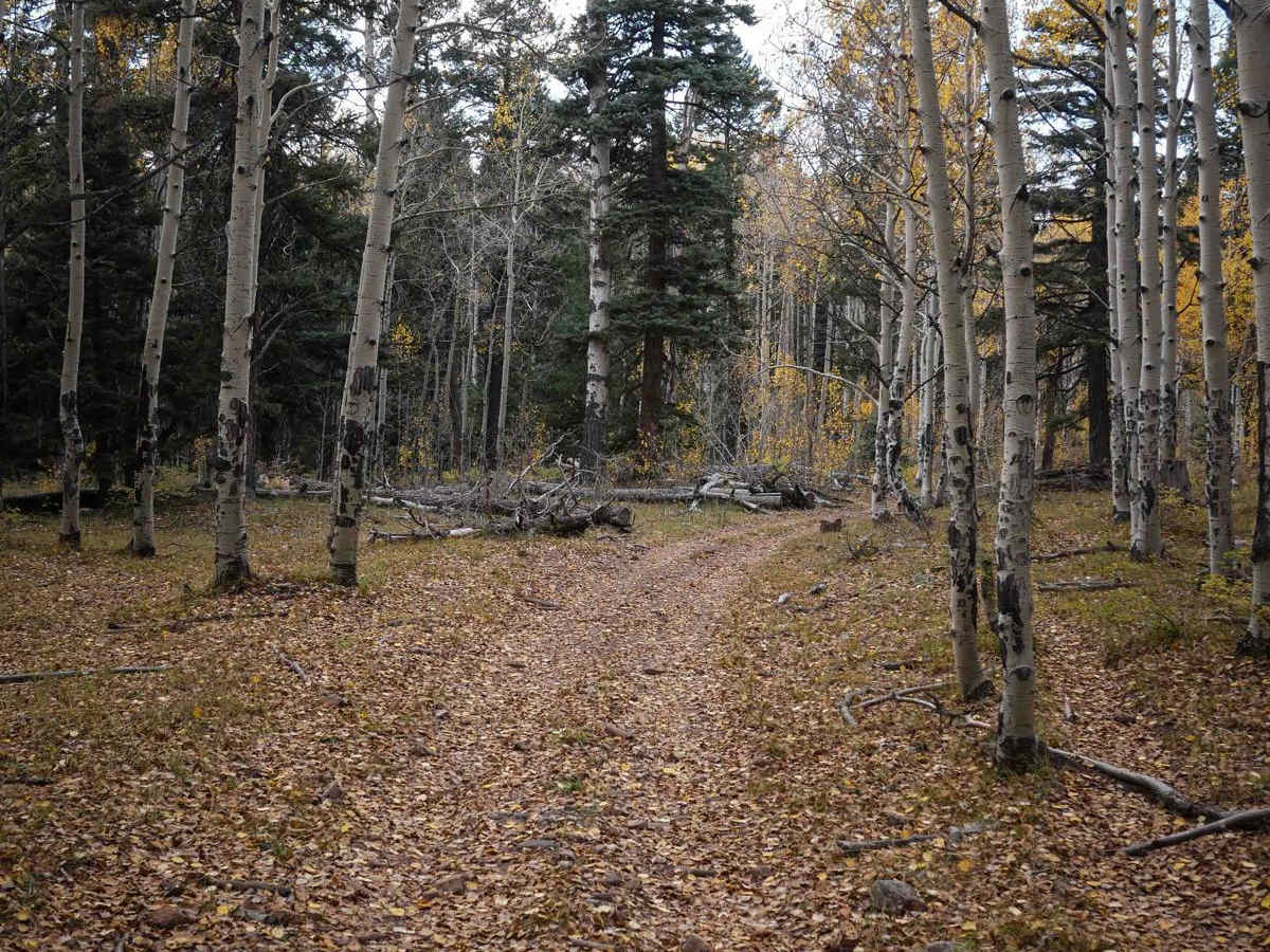 Mule Mountain photo 5