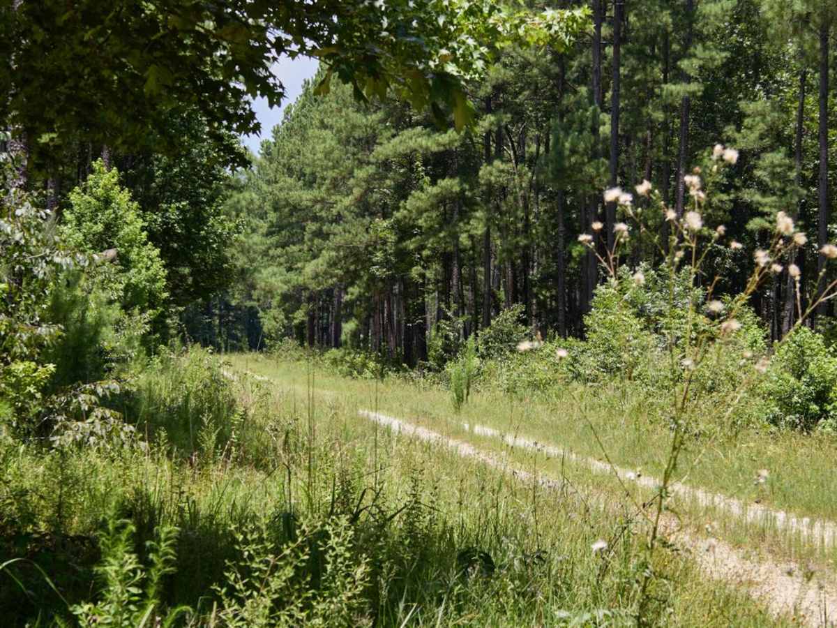 Outer Gregory Field Loop photo 5