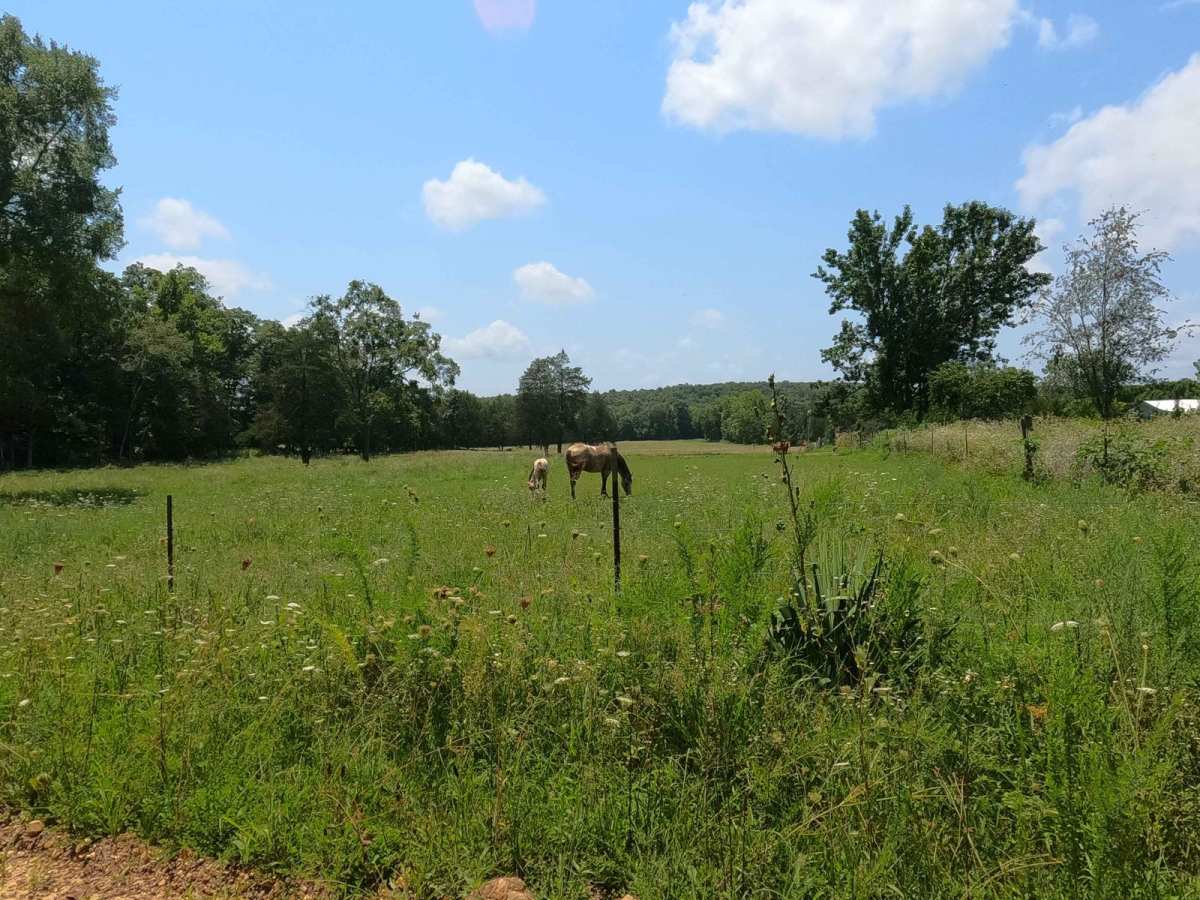 Wayne - CR 207 photo 6