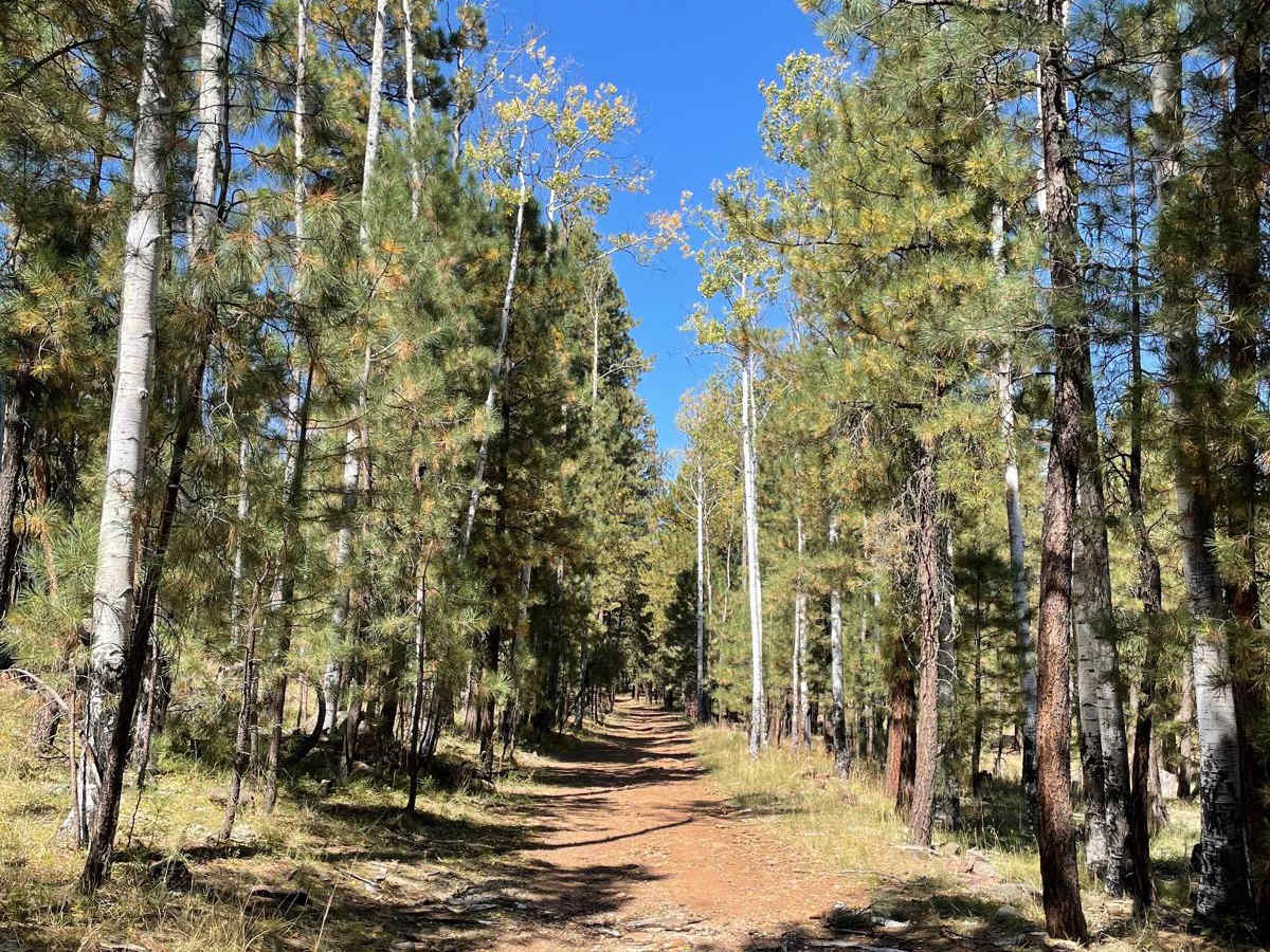 FS 725 trail photo