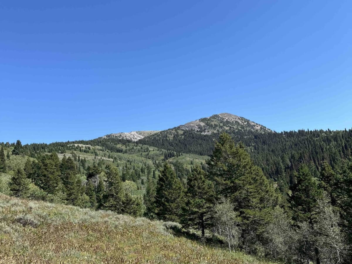 Willow Creek to Caribou Mountain  FS#50018 trail photo