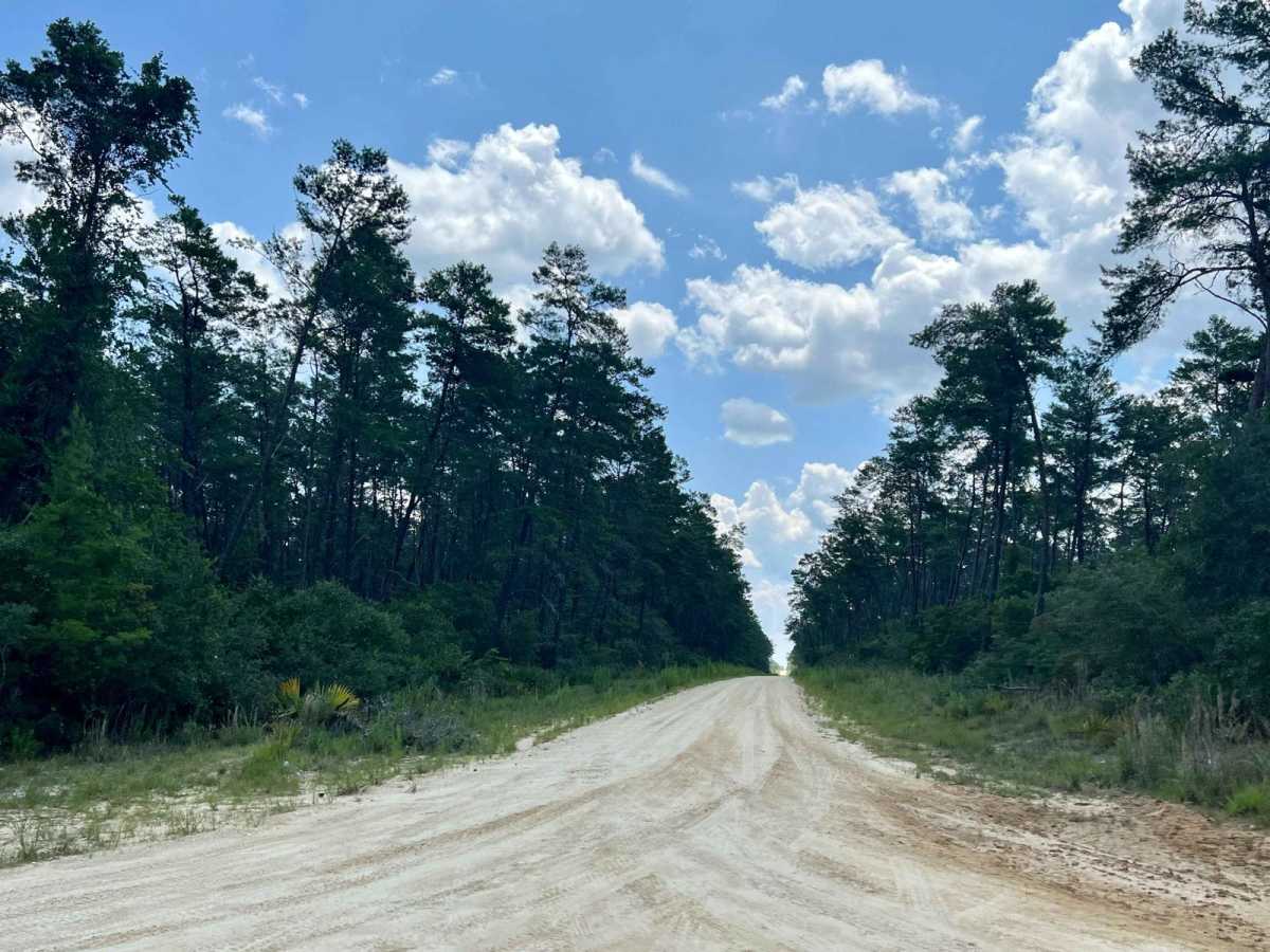 Ocala National Forest | Trail 38 photo 2