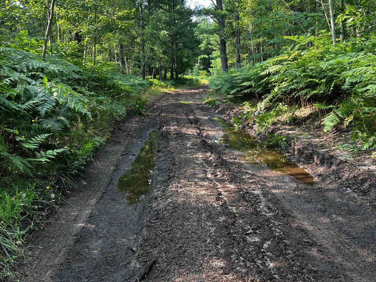 Tree Root Forest Trail photo 5
