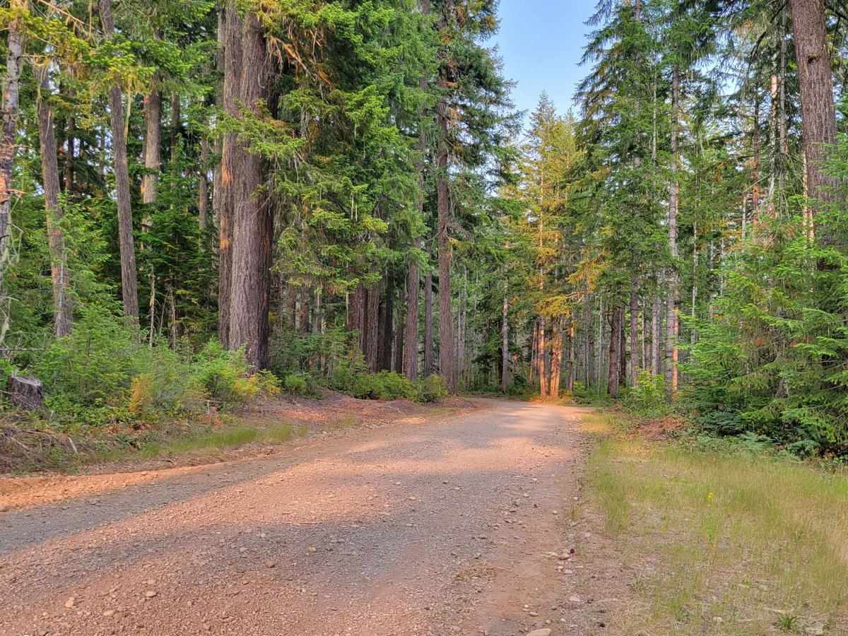 Planters Loop - FR 2340 trail photo