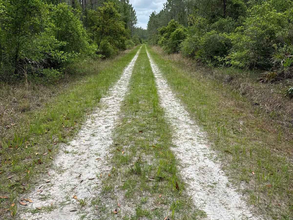 Mule Lot  - Osceola NF 279 trail photo