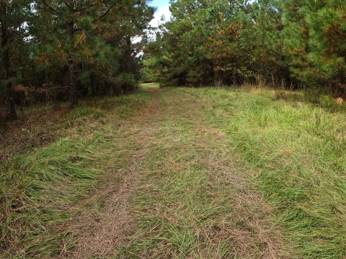 Strickland Drive trail photo