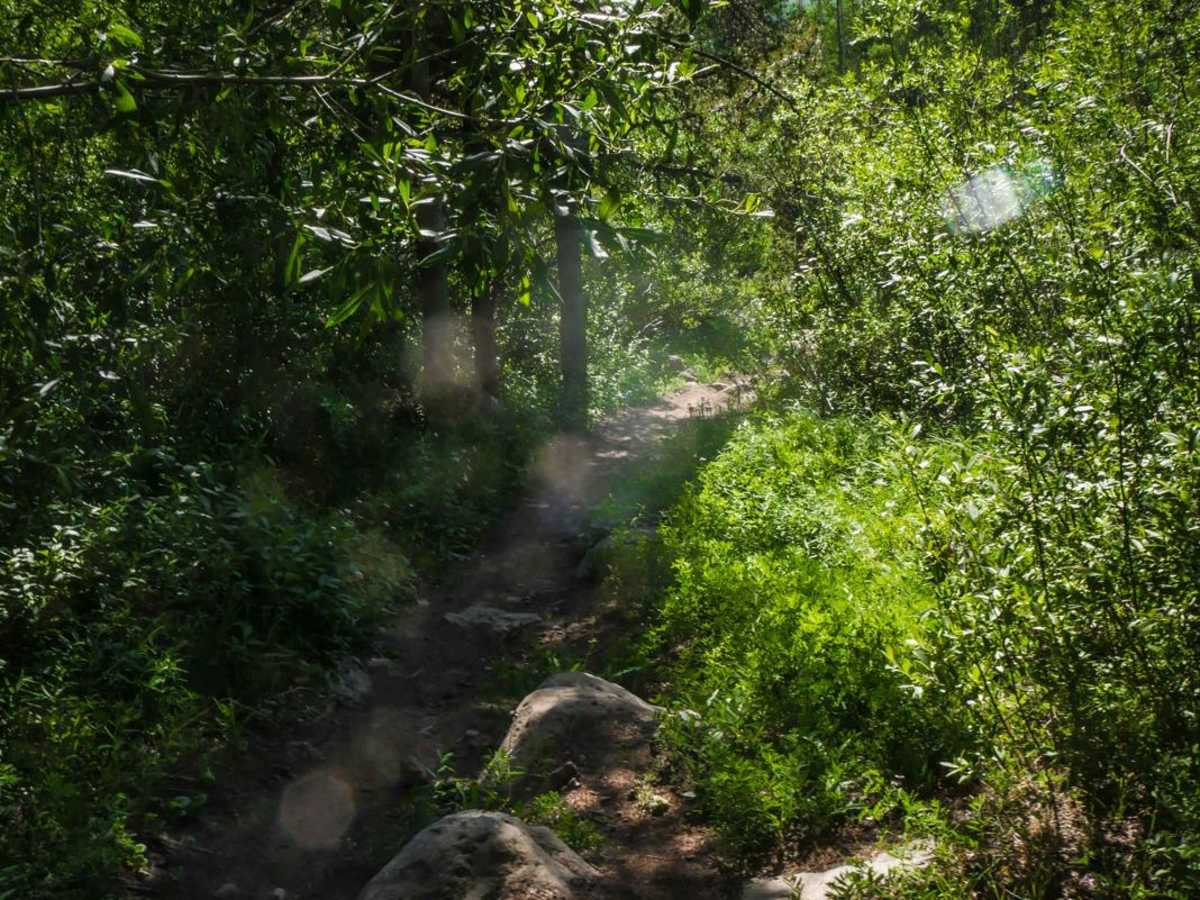 Carbon Trail photo 2