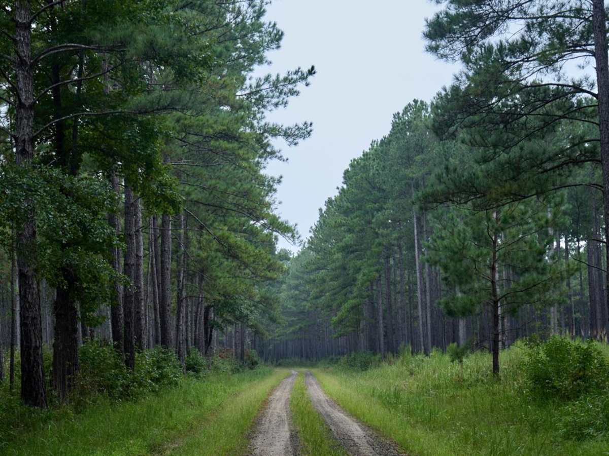 Bonneau Ferry WMA - Plantation Entrance photo 5