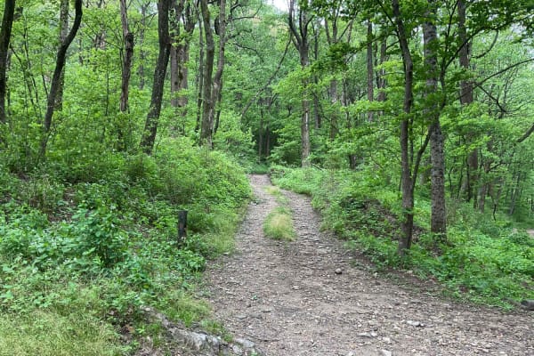 Amicalola Creek - FS 46