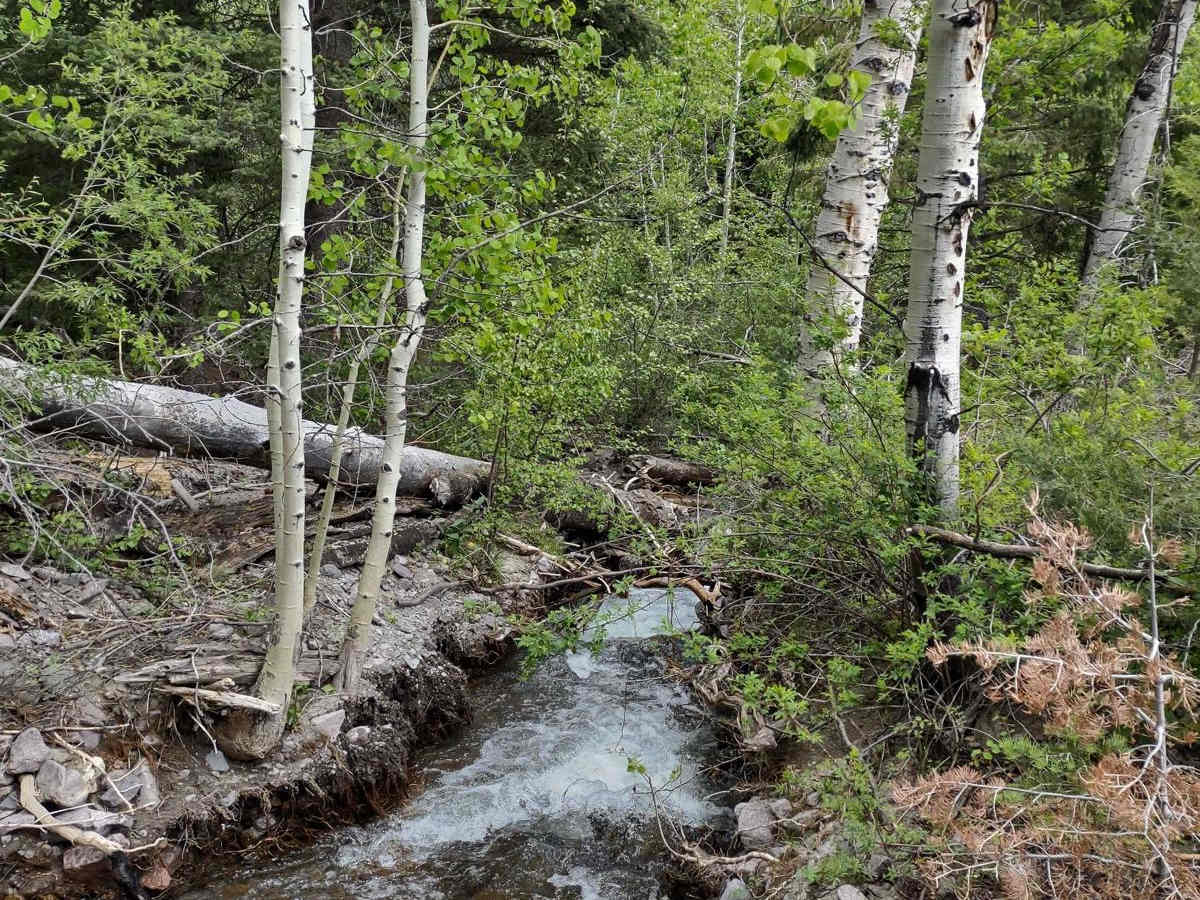Tenmile Creek Trail trail photo