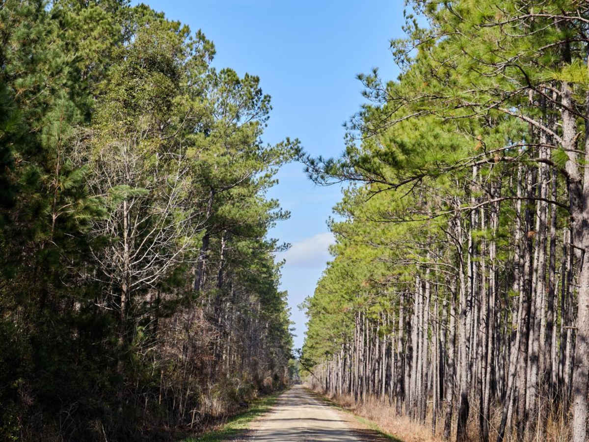 FSR124 - Freeman Road photo 5