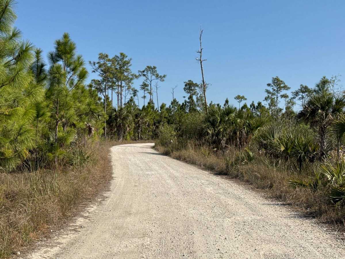 East Sabal Palm Road photo 2