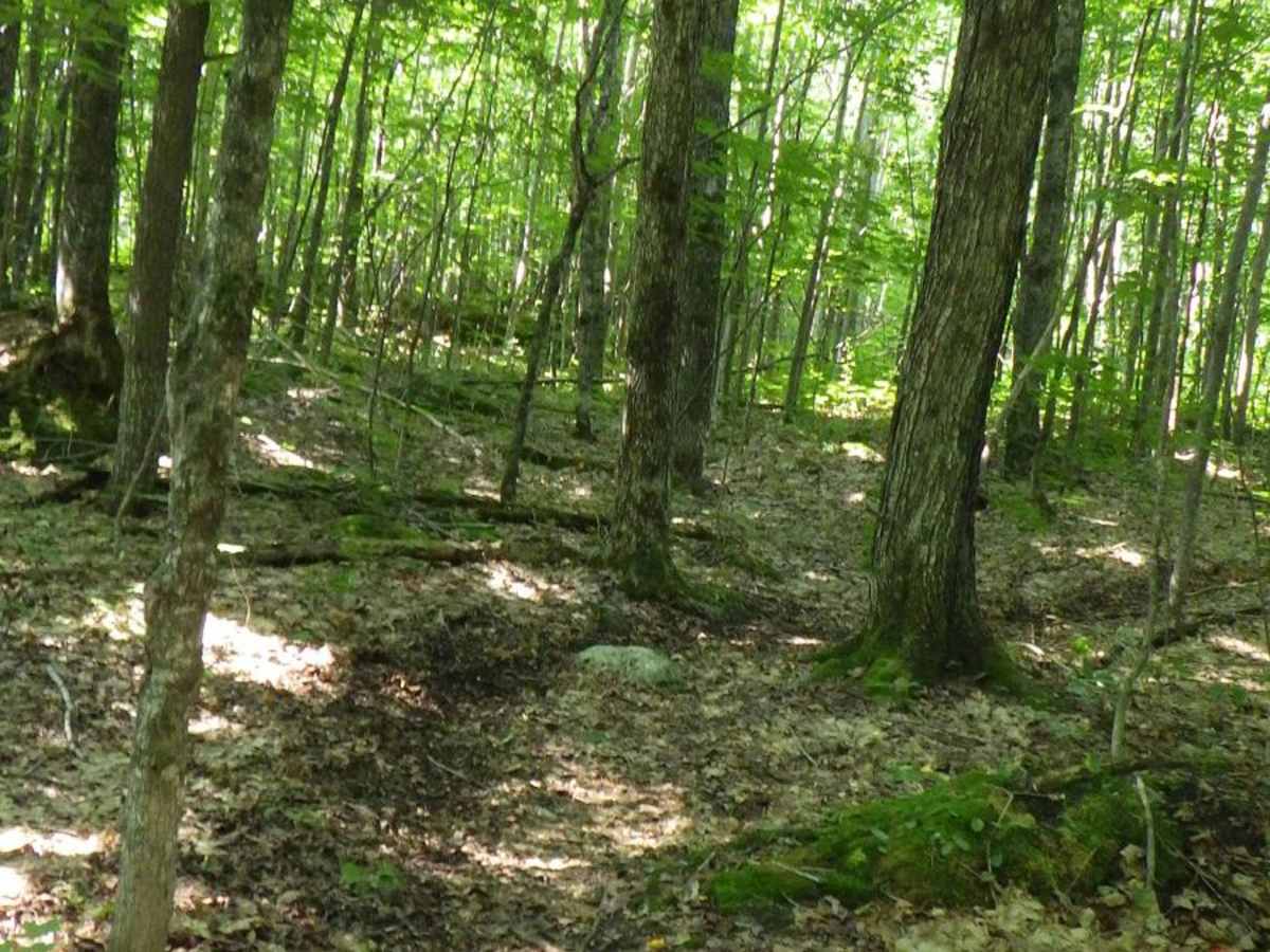 Birch Hill Motorcycle Trail photo 5