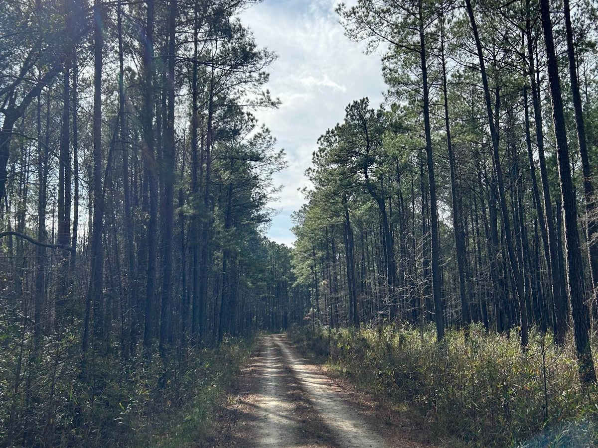 New Hope Road - FSR177 photo 5
