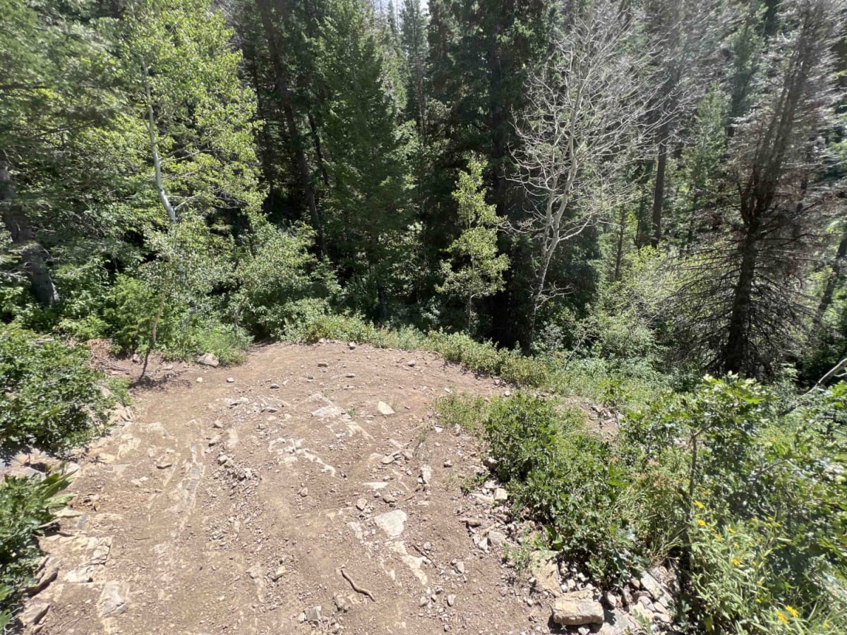 Pine Hollow (2047) photo 3