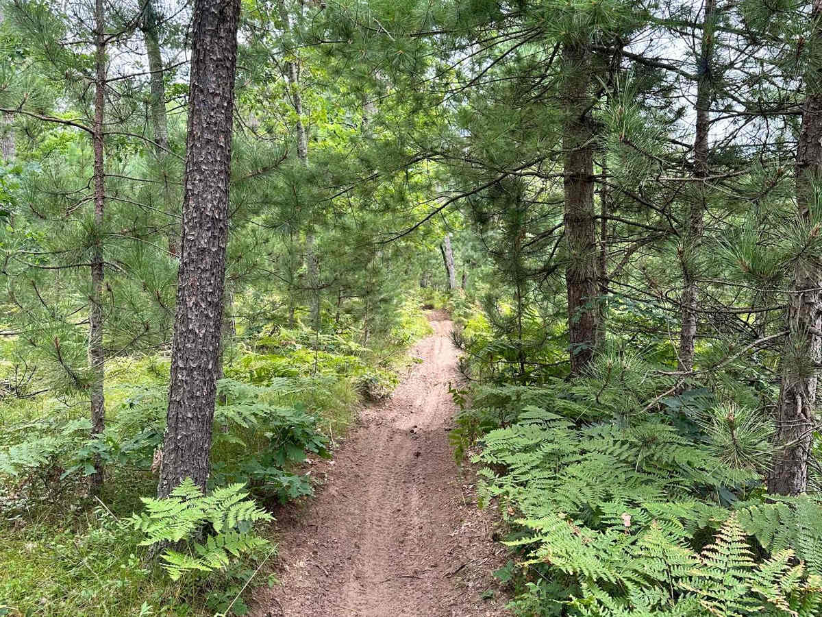 Little Manistee/Lincoln Hills Connector - Motorcycle Trail trail photo