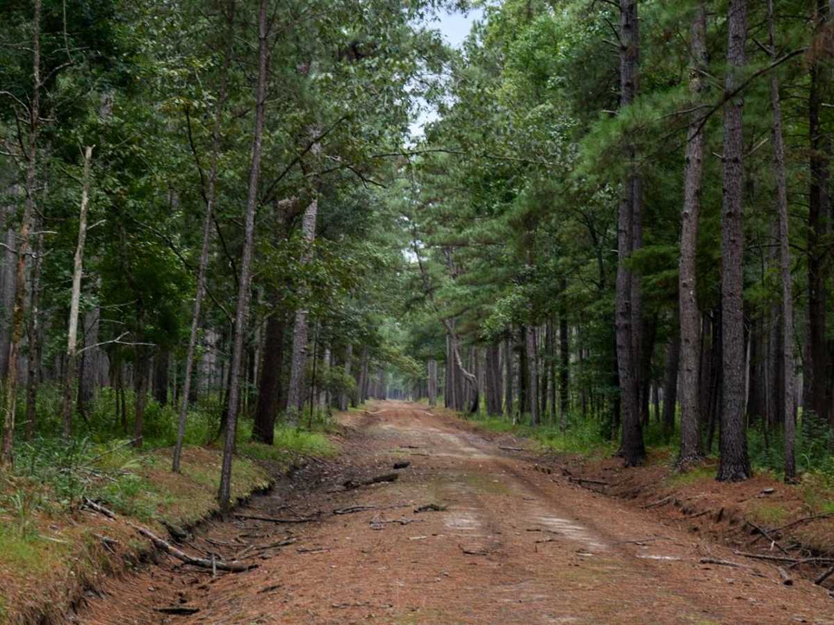 Bonneau Ferry WMA - Bottomland Hardwood Spur photo 3