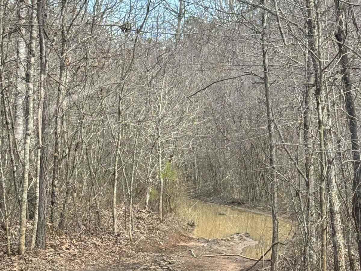 Mule Road photo 4