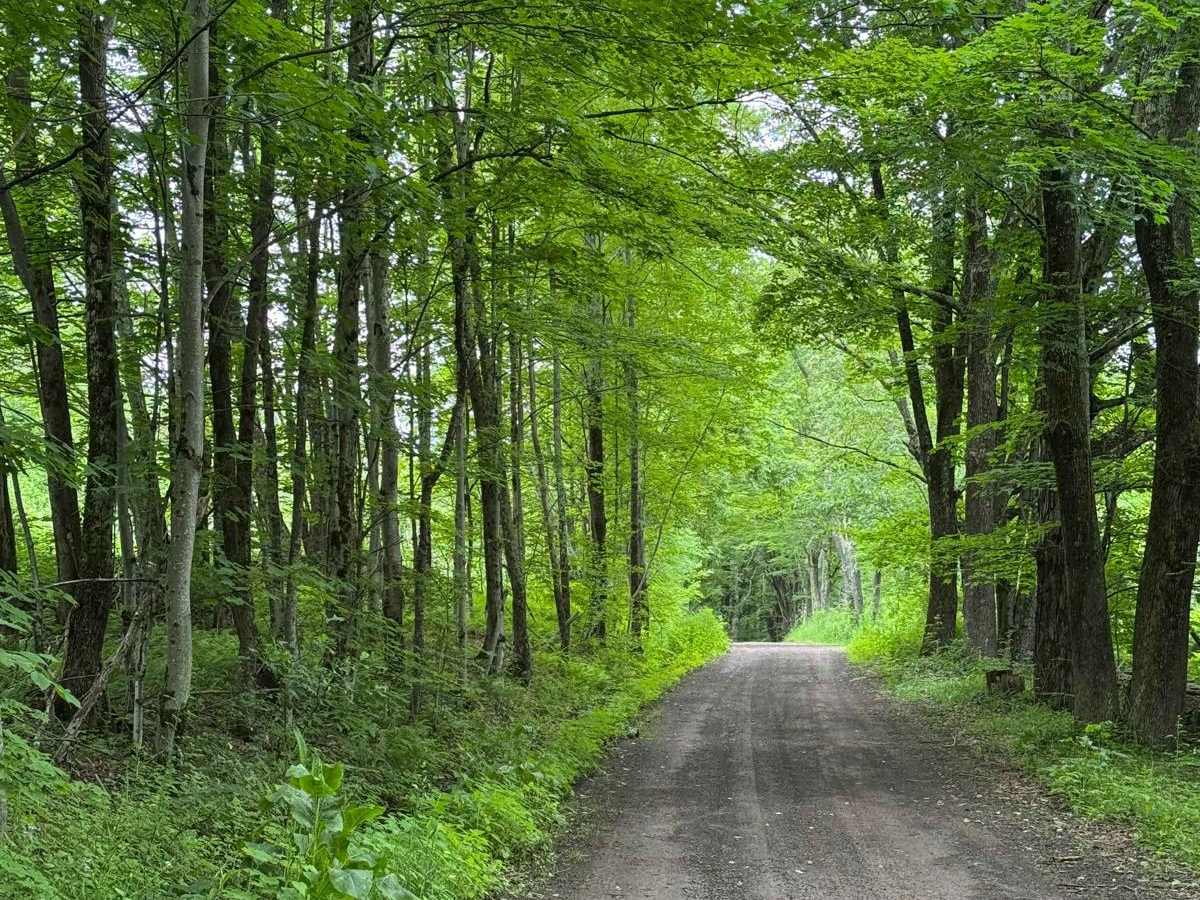 Skunk Hollow Road photo 4