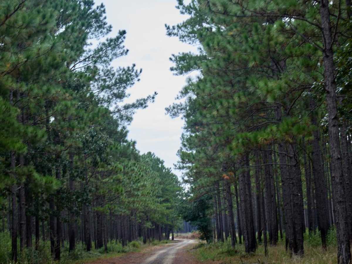 Bonneau Ferry WMA - Perimeter Loop 'B' - Alternate photo 4