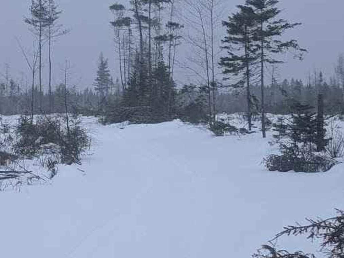 Douglas Clearcut photo 4