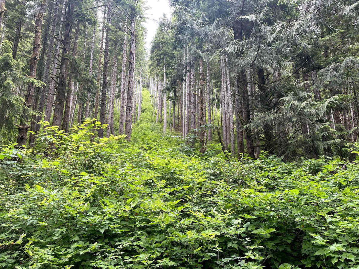 Newberry Creek Road photo 4