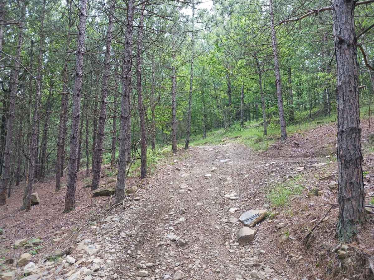 Trail 11F - Rock Run Recreation Area photo 6