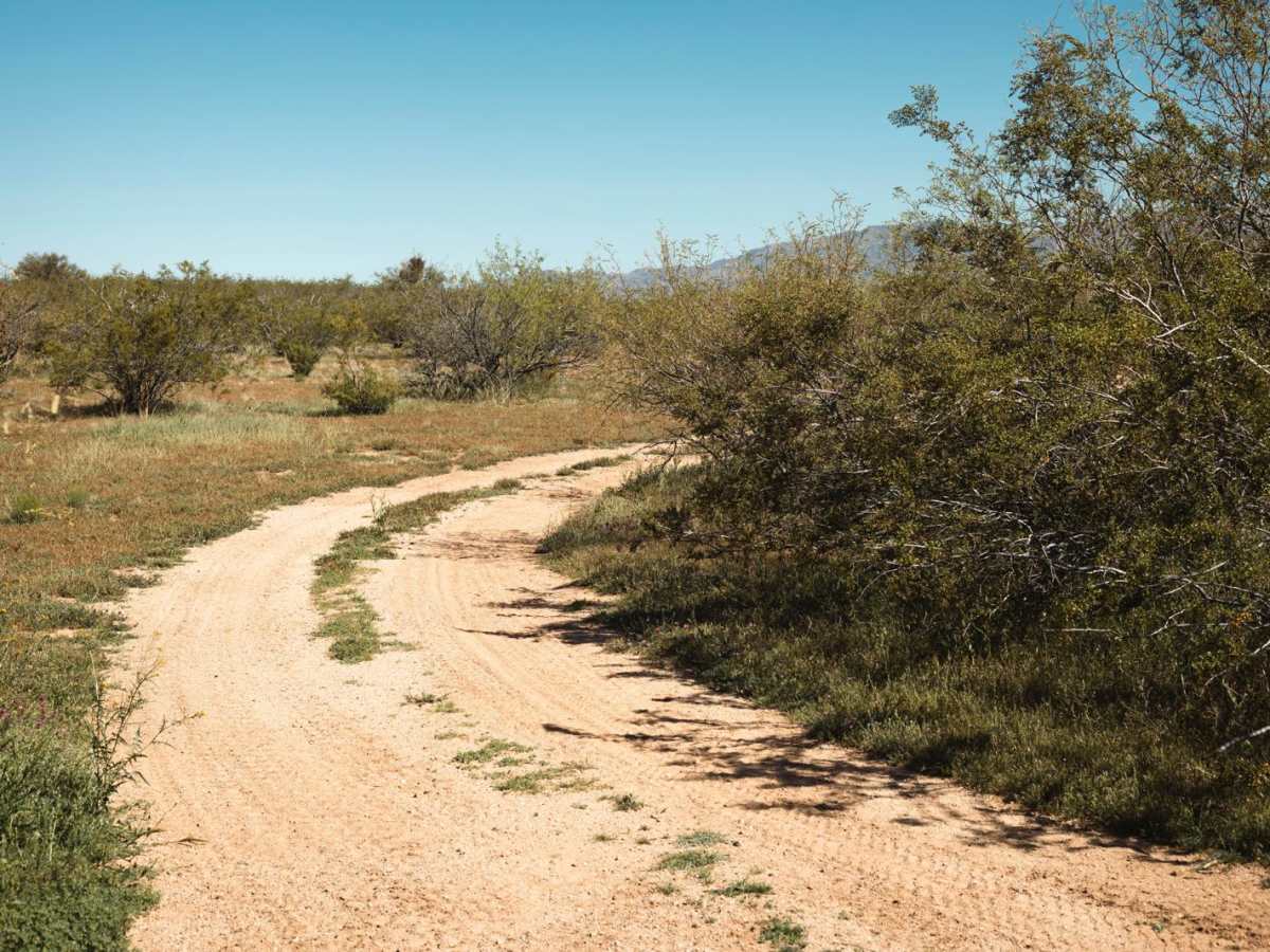 Creosote Forest Run trail photo