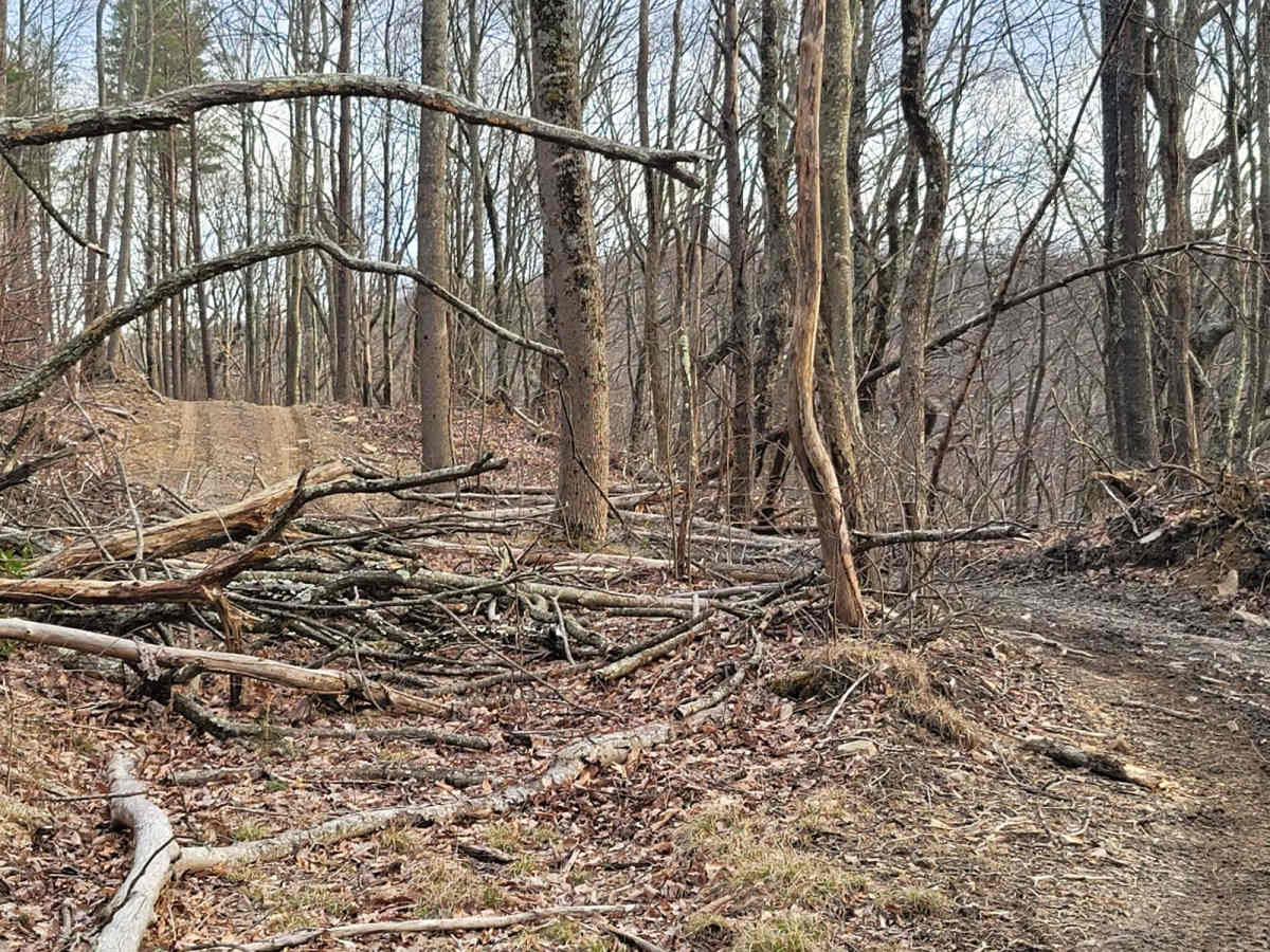 93 - Oak Elbow photo 6