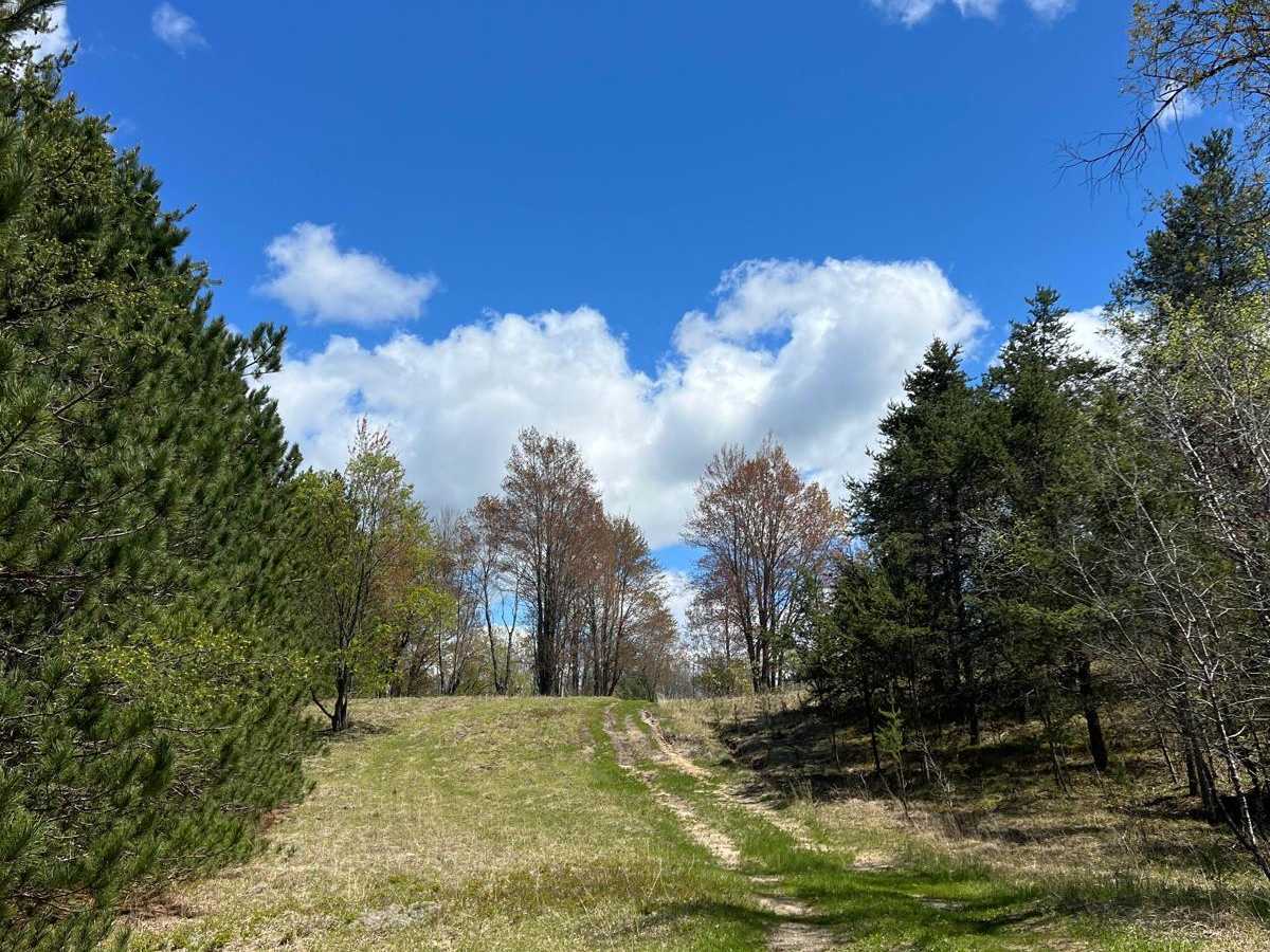 Pine Connector Trail photo 3