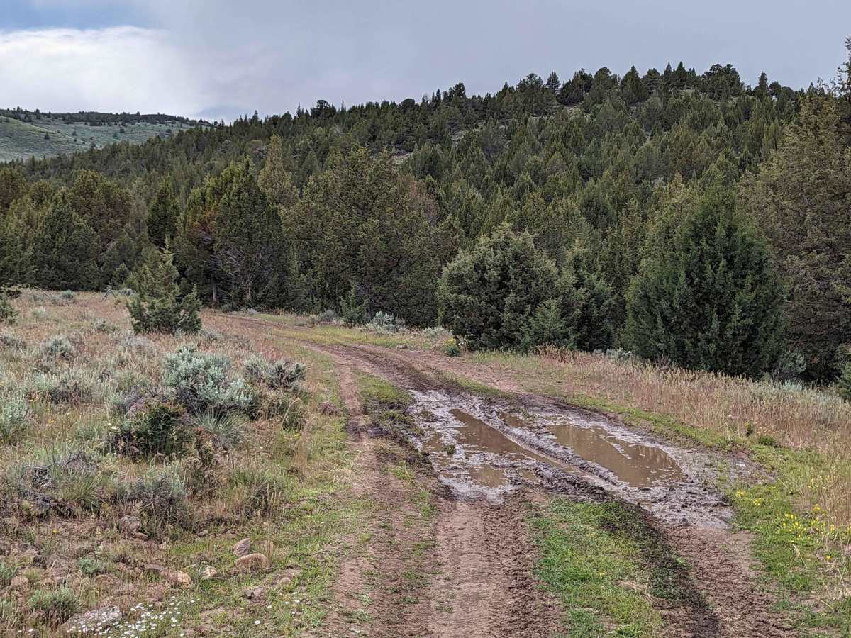 Virginia Valley to Stone House Road (Oregon BDR) photo 6