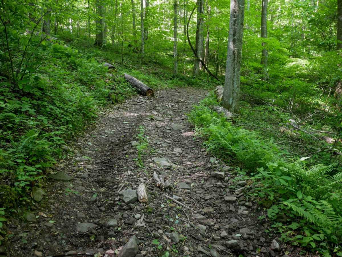 RV49 trail photo