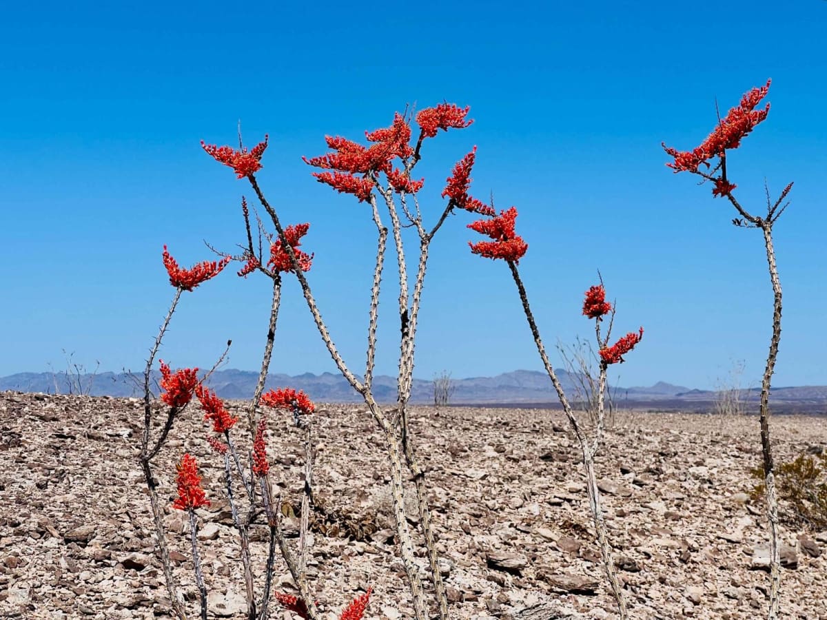 Ocotillo Out and Back 661 photo 2