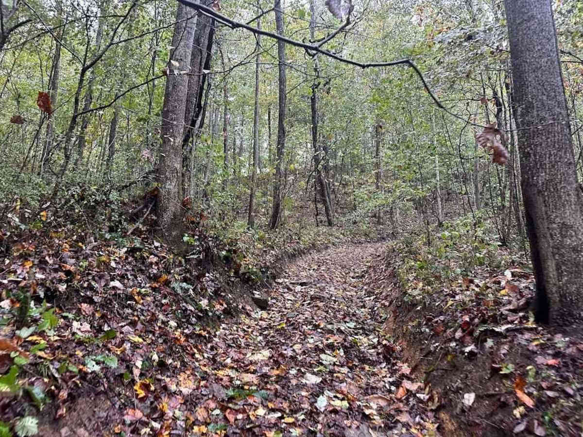65 Blue photo 3