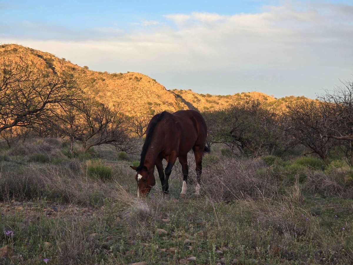 California Gulch Forest Road 217 photo 4