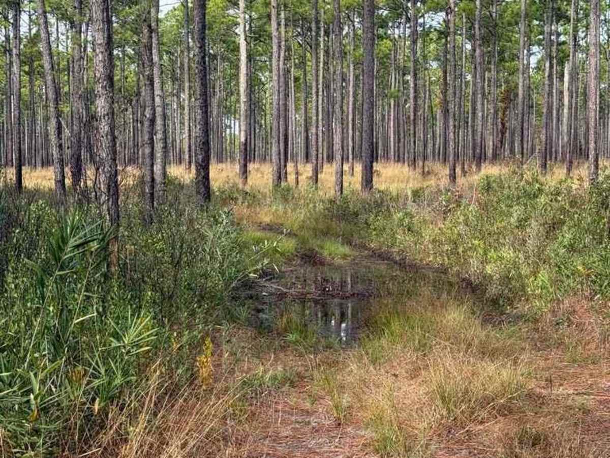 Pettiford Creek Trail 2 photo 5